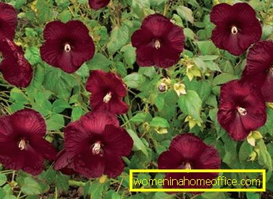 Hibiscus bagienny: rośnie z nasion