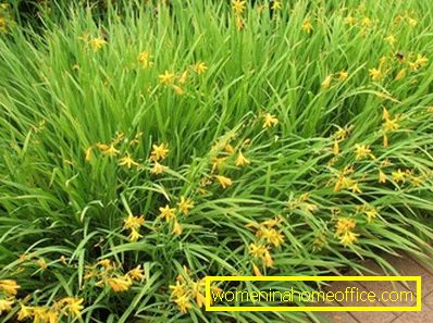 Crocosmia: opieka w otwartym polu